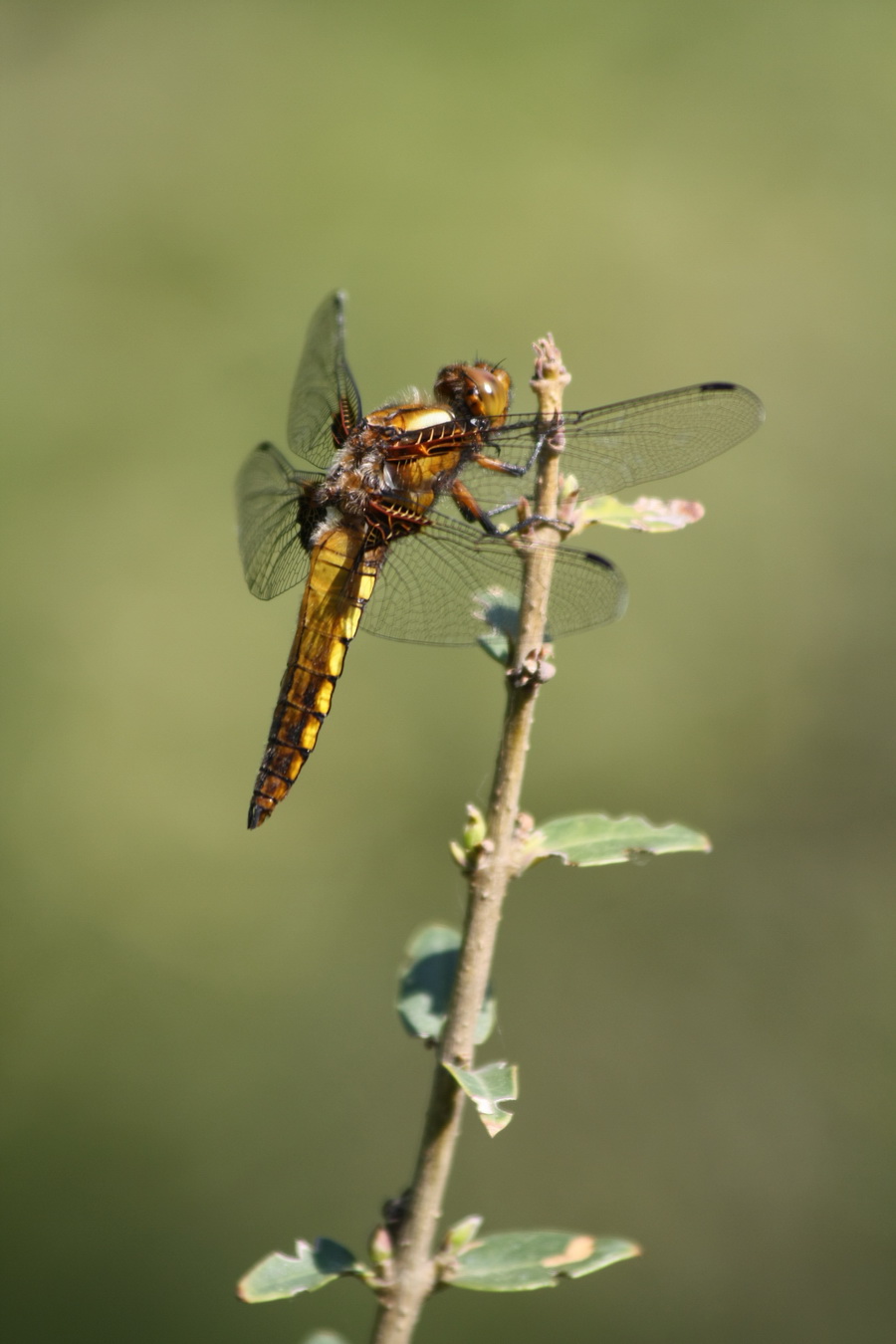 Libellula depressa maschio?- della Grecia